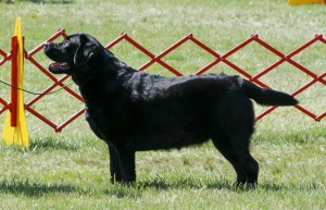 Gemma in ring